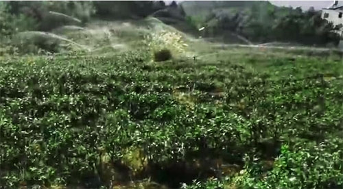 六盤水茶園好色TV在线观看項目